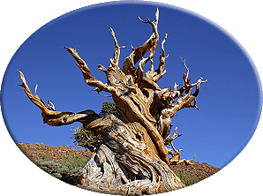 Zum Ancient Bristlecone Bericht