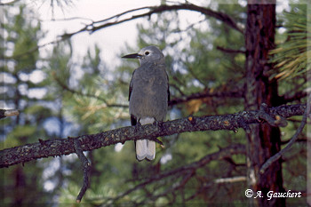 Grauer Vogel beim Fotoshooting